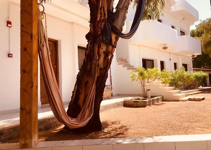 Oasis Fighting Kangaroo * Dahab