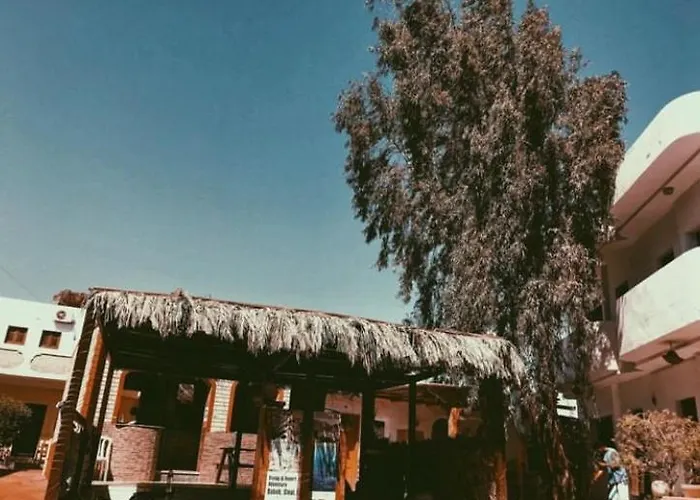 Oasis Fighting Kangaroo Dahab